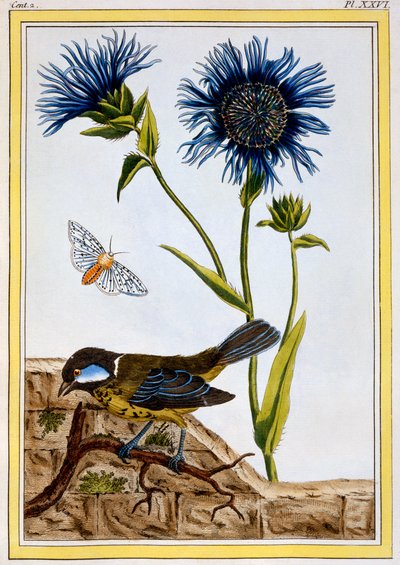 Cornflower, c.1766 by Pierre Joseph Buchoz